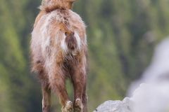 Chamois des Alpes