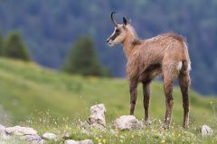 Chamois des Alpes