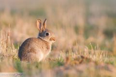 Lapin de garenne