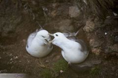 Fulmar boréal