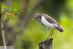 Crabier de Gray ; Indian pond heron