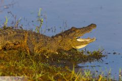 Crocodile des marais