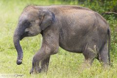 Eléphant du Sri Lanka