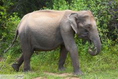 Eléphant du Sri Lanka