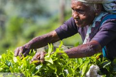 Femme cueillant les feuilles de thé dans une plantation