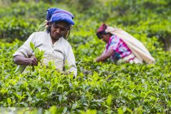 Femme cueillant les feuilles de thé dans une plantation