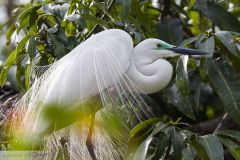 Grande Aigrette