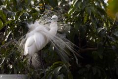 Grande Aigrette