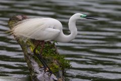 Grande Aigrette