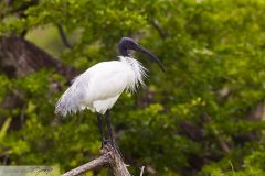 Ibis à tête noire, Black-headed Ibis