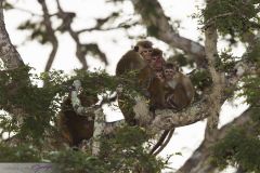 Macaque à toque