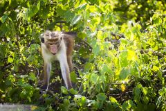 Macaque à toque