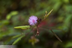 Mimosa pudique