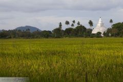Temple au fond des rizières