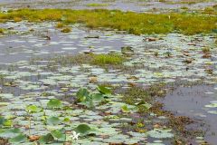 Zone humide dans le parc de Yala