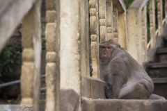 Macaque crabier dans les marches du temple Thammikaram perché sur la colline Khoa Chong Krajok