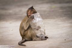 Macaque crabier jouant avec un plastique ; Crab-eating macaque playing with a plastic bottle