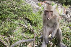 Macaque crabier