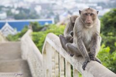 Macaque crabier