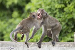 Macaque crabier