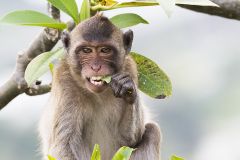 Macaque crabier