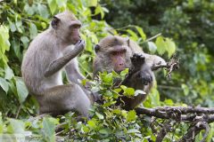 Macaque crabier ; Crab-eating macaque