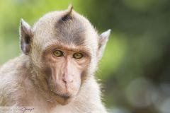 Macaque crabier