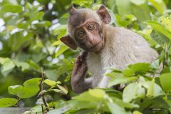 Macaque crabier