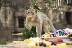 Macaque mangeant les offrandes