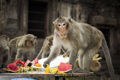 Macaque mangeant les offrandes