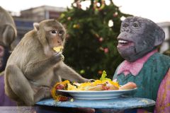 Macaque mangeant les offrandes