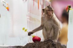 Macaque suçant la glace et mangeant les offrandes