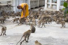 Moine nourrrissant les Macaques crabiers dans le temple Thammikaram