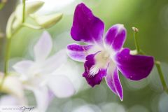 Orchidées