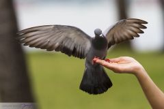 Pigeon biset mangeant dans la main