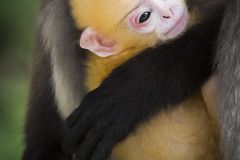 Semnopithèque obscur - Dusky leaf monkey