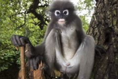 Semnopithèque obscur - Dusky leaf monkey