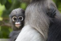 Semnopithèque obscur - Dusky leaf monkey