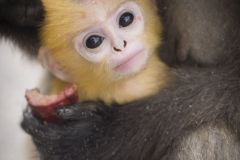 Semnopithèque obscur - Dusky leaf monkey