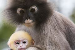 Semnopithèque obscur - Dusky leaf monkey