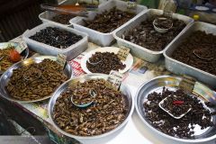 Stand d'insectes à manger