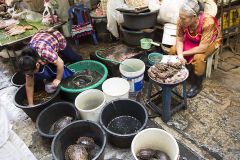 Vente de tortues, grenouilles et poissons