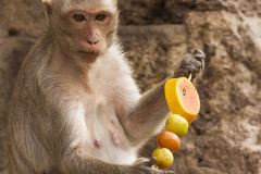 macaque mangeant les offrandes