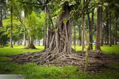 Arbre dans un parc urbain