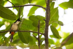 Bulbul orphée