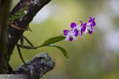 Dendrobium sp.