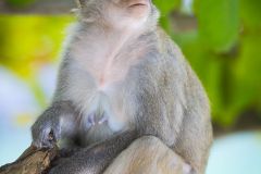 Macaque rhésus