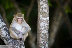 Macaque rhésus