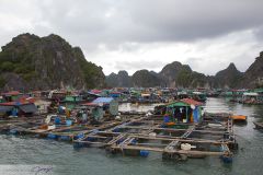 Village flottant dans la Baie d'Halong