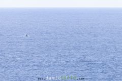 Baleine franche